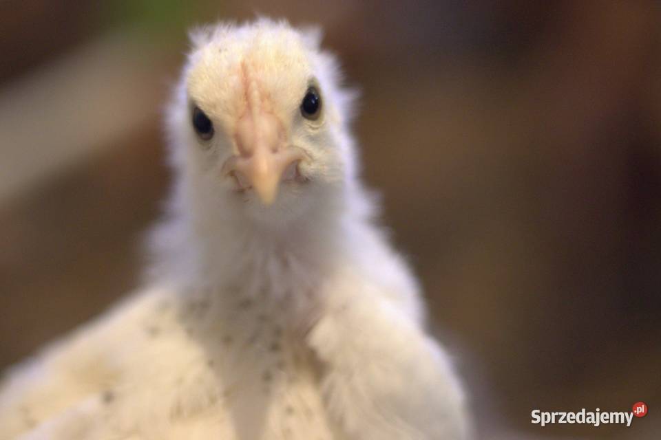 Kury nioski młode min Rosa Greenshell Darkshell Ptaki Łaziska