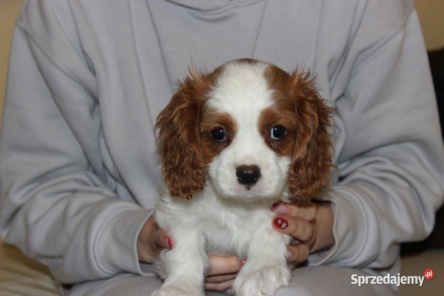 Cavalier King Charles Spaniel szczeniaczki ZKwP śląskie Aleksandria
