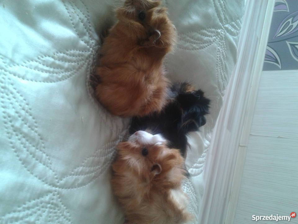 młode świnki morskie Kraków