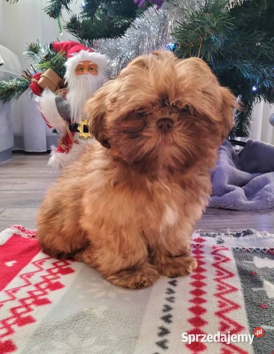 Piękny Shih Tzu Wiączyń Dolny sprzedam