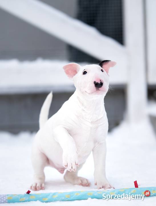 bullterier standardowy Gdynia