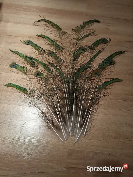 Pawie pióra Rzeszów sprzedam