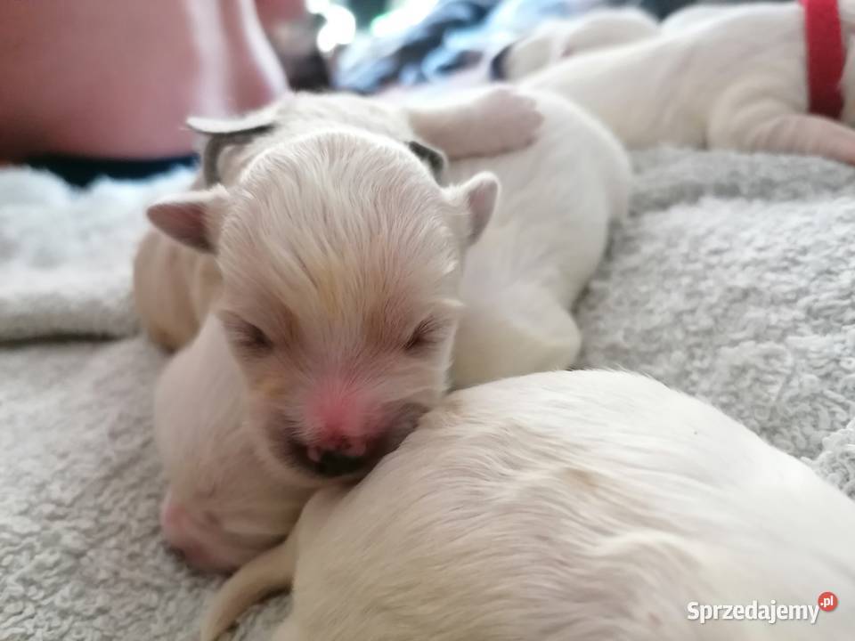 Piękny Maltańczyk z rodowodem Mysłowice
