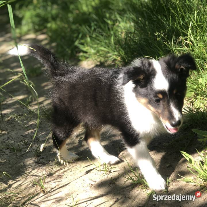 Ayla sheltie suczka tricolor Owczarek warmińsko-mazurskie Pupki