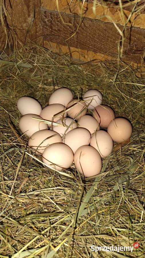 Jajka kurze z wolnego wybiegu Jaja śląskie Mizerów