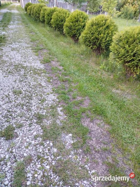 Tuje żywotnik danica bąbki Biłgoraj sprzedam