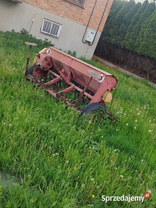 Siewnik poznaniak Siewniki Piątek