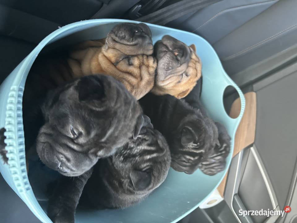 Twój shar pei szczeniak z rodowodem championach mazowieckie Warszawa sprzedam