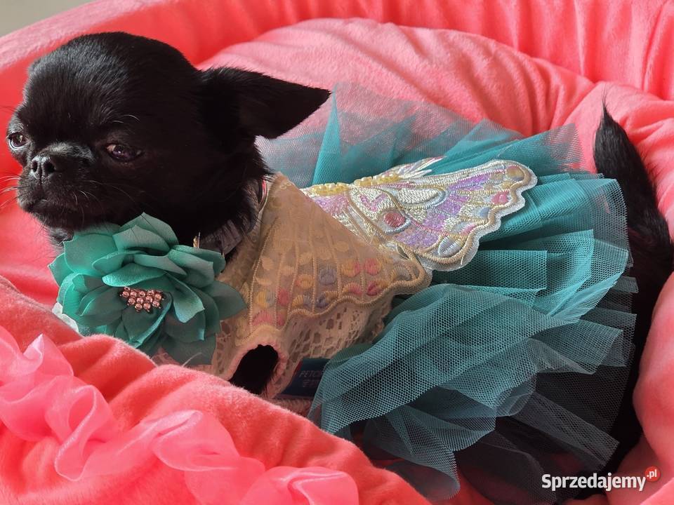 Chihuahua XS Mini śląskie Bielsko-Biała sprzedam