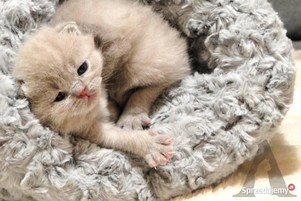 Koty brytyjskie krótkowłose kocurek liliowy FPL Stara Kiszewa