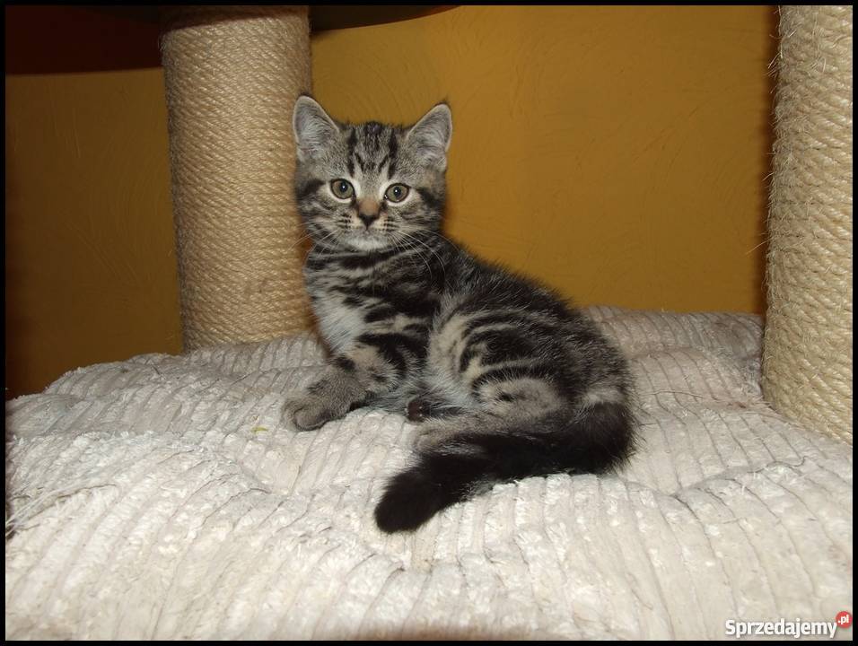 Kocięta Brytyjskie Silver Tabby