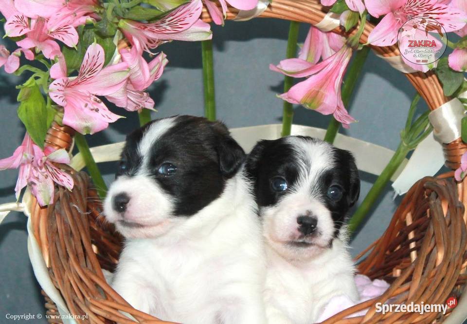 Szczenię Jack Russell Terrier Jesień 2026 śląskie
