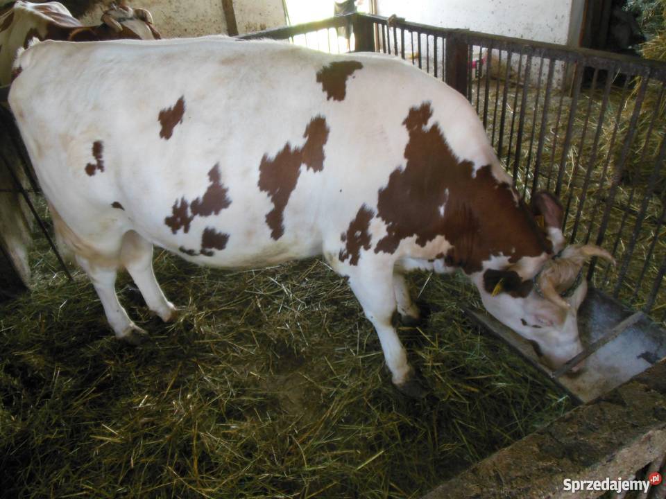 Sprzedam Jałówkę rasy RW świętokrzyskie