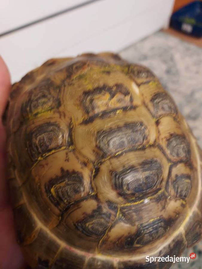 Basen plus zolw mazowieckie