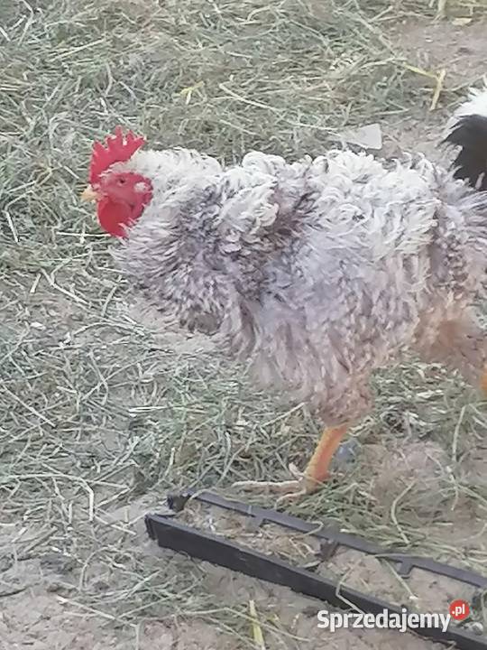Białoczyby i koguta rasy loczek anagodori młode Maniewo