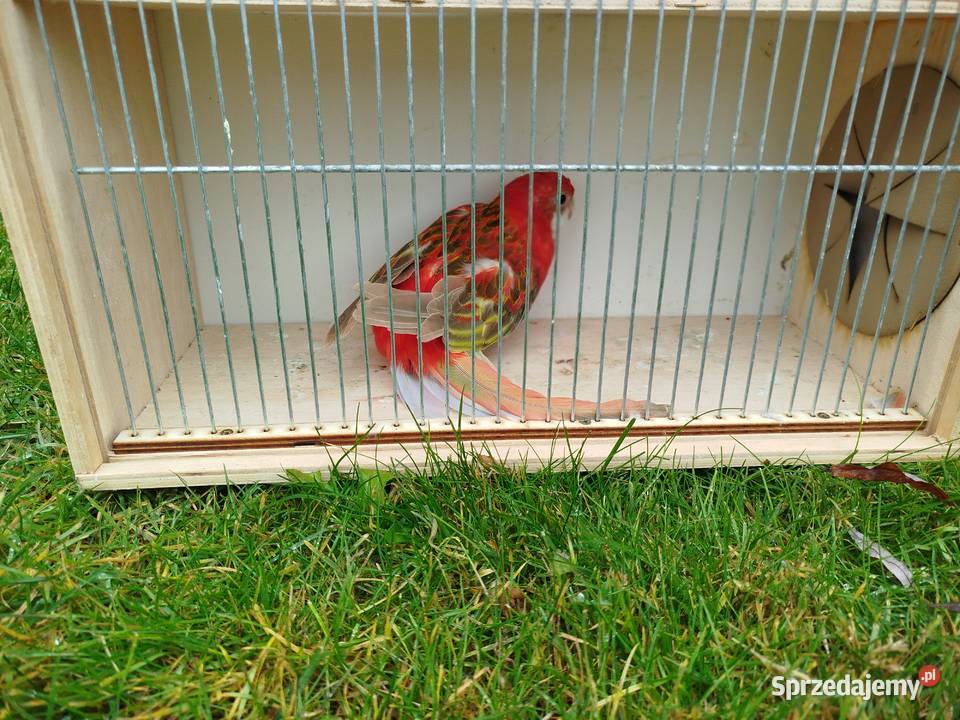 Rozelle białolice 2025 r Brzeziny