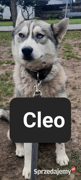 Suczki rasy syberian husky