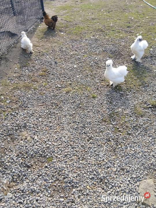 Jaja lęgowe Silka mix kolorów