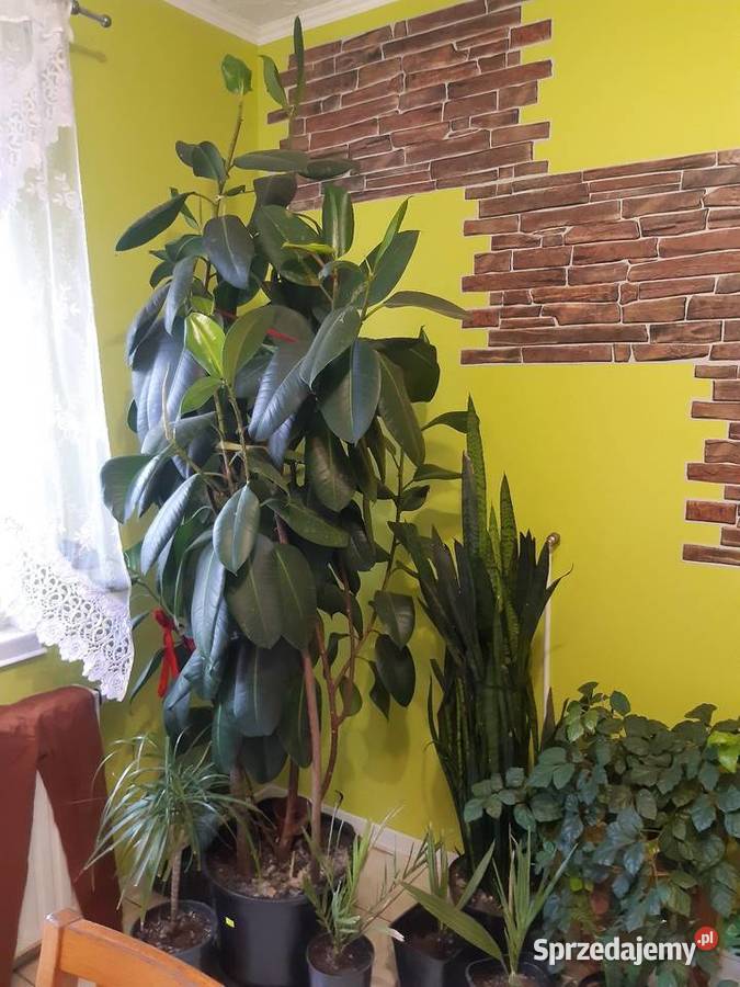 Fikus elastica Robusta 230 Poddębice sprzedam