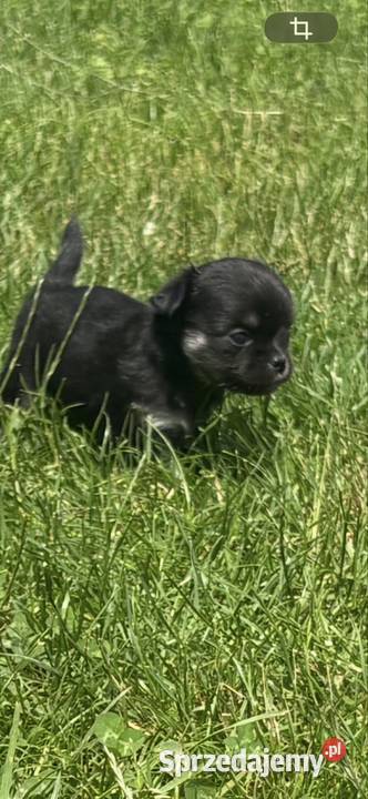 Chihuahua Chihuahua