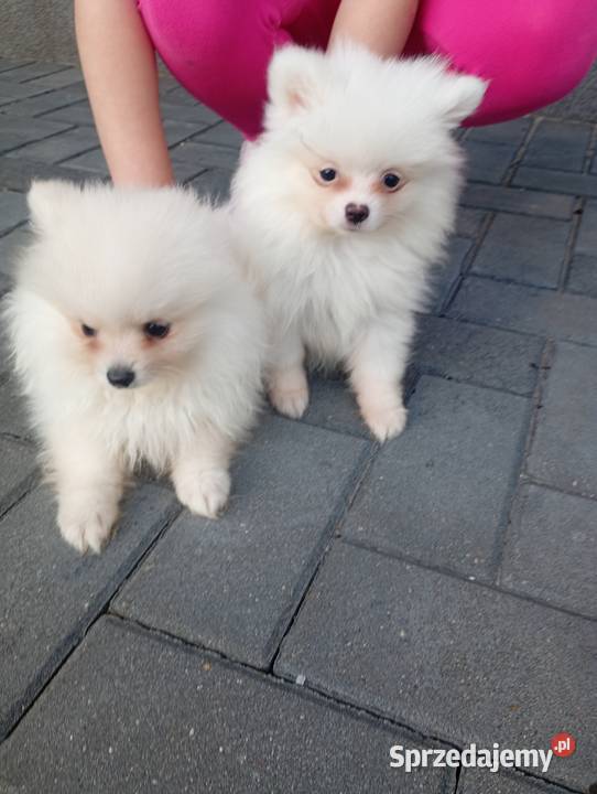 Szpic miniaturowy Pomeranian Łowicz sprzedam