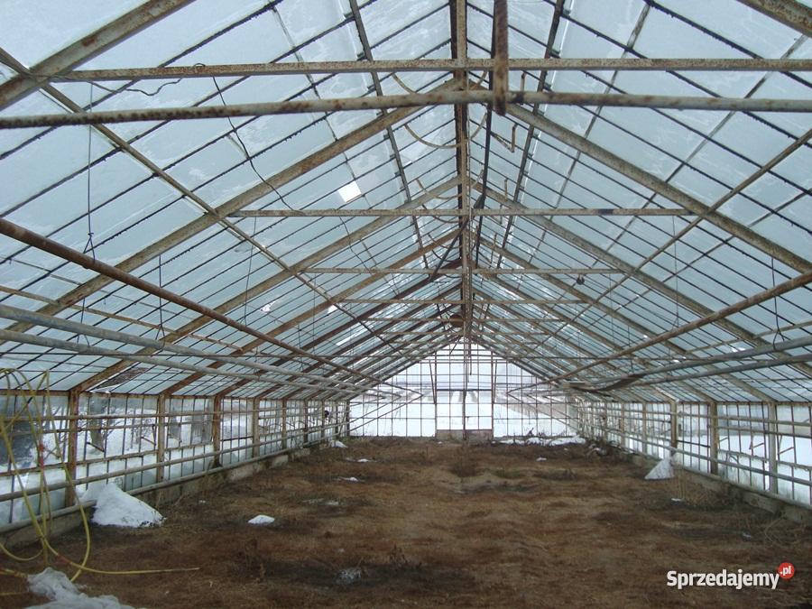 szklarnię do rozbiórki 300m2 Wierzbica-Kolonia