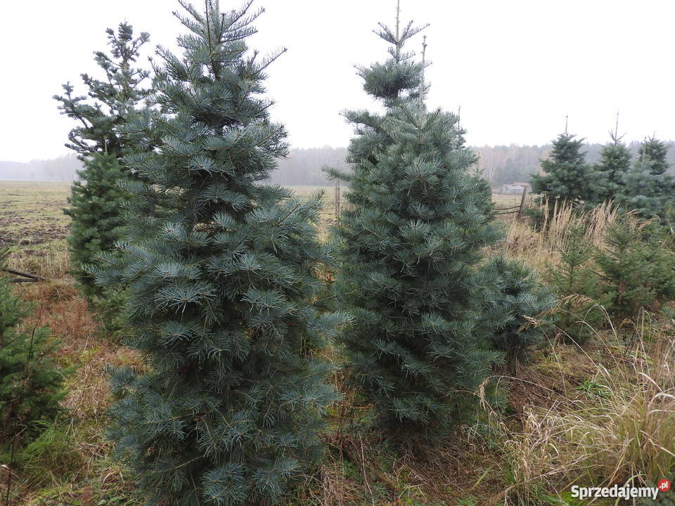 Sosna czarna jodła do nasadzeń Opole