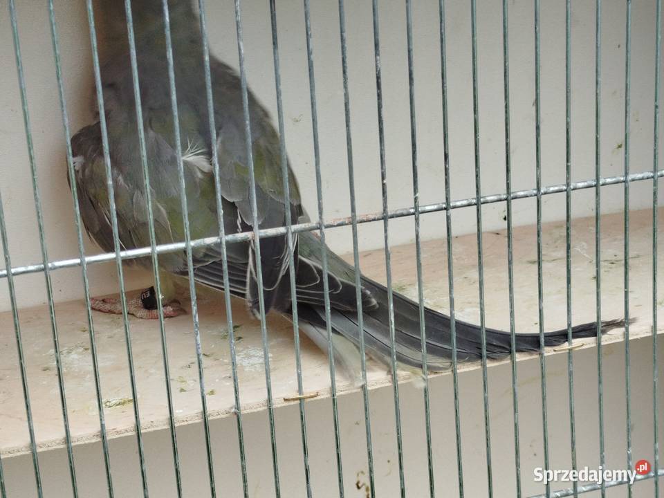 Aleksandretta stalowozielona GO 2025 r Brzeziny