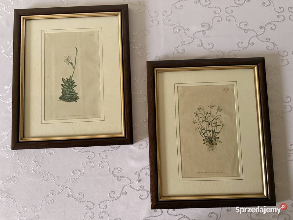 Antyczne Ryciny Botaniczne Miedzioryty 1797 1811 Czerwionka-Leszczyny