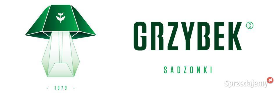 Sadzonki pomidorów rozsada Malinowy Ożarowski