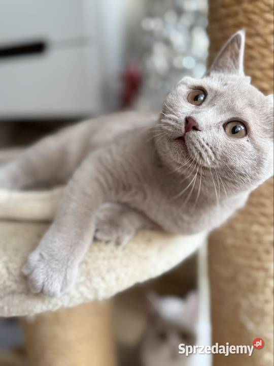 płowy brytyjski kocurek kujawsko-pomorskie Inowrocław