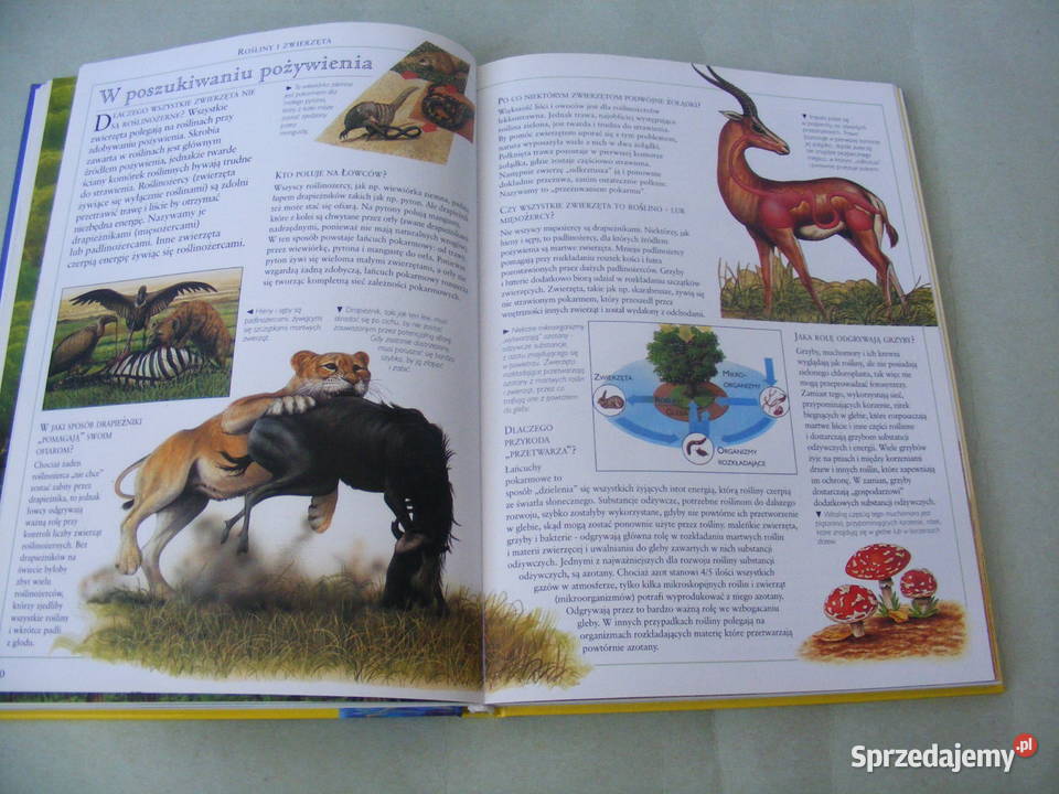 Encyklopedia geografii Polski W pytaniach i Oborniki Śląskie sprzedam