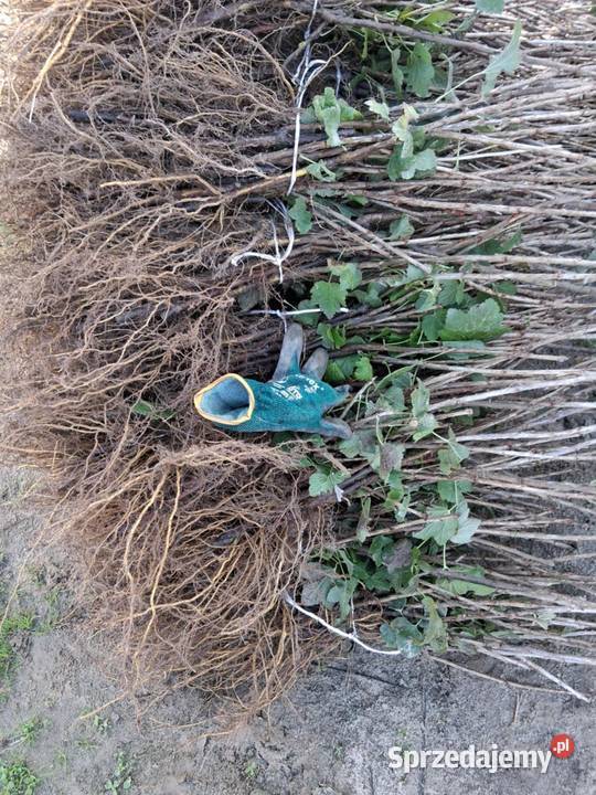 Porzeczka sadzonka sztobty liscie Czarna Puławy