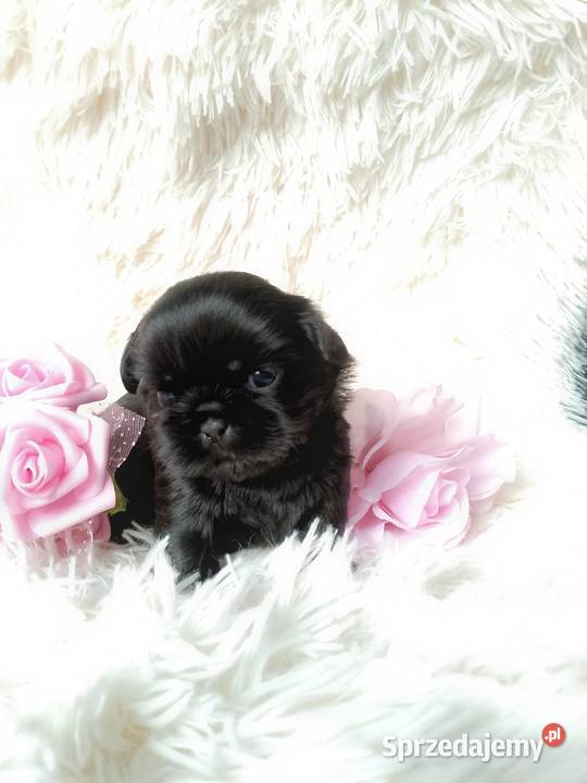 Czarna piękna suczka rasy ShihTzu opolskie Kluczbork