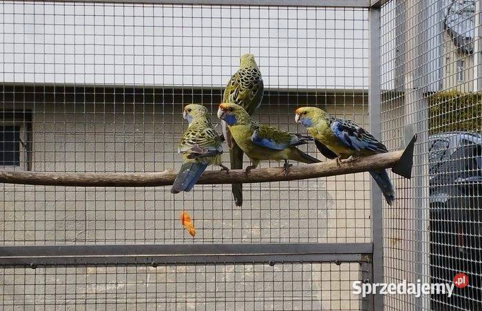 Rozelle królewskie słomkowe Kryry