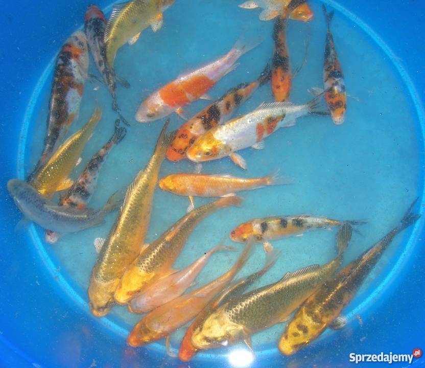 Sprzedam karpiekoi DOITSU YORIGOI Łowicz sprzedam