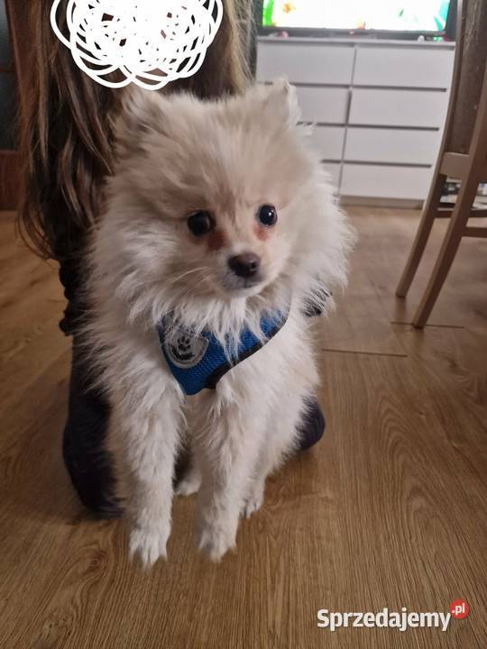 Szpic miniaturowy kremowy opolskie Paczków