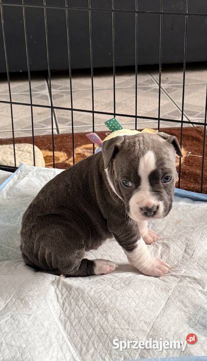 Trzy suczki Amstaff Blue Brzeziny