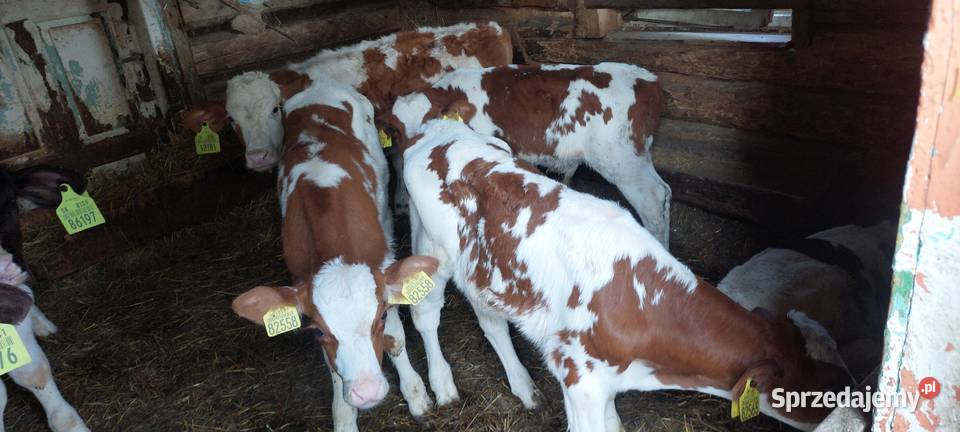 Sprzedam cielaki lubelskie Drelów