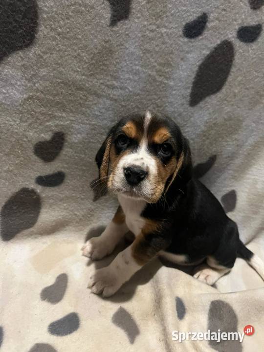 Pieski rasy Beagle Limanowa