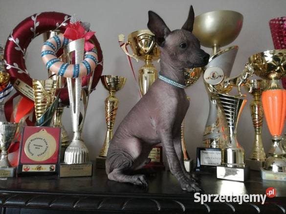 Nagi Pies Meksykański XOlO Champion Radomsko