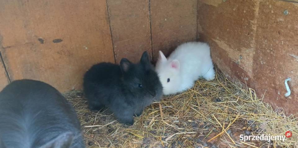 Sprzedam króliki miniaturki Tomaszów Lubelski