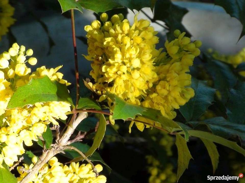 Machonia dorodne krzaki do 70 wys