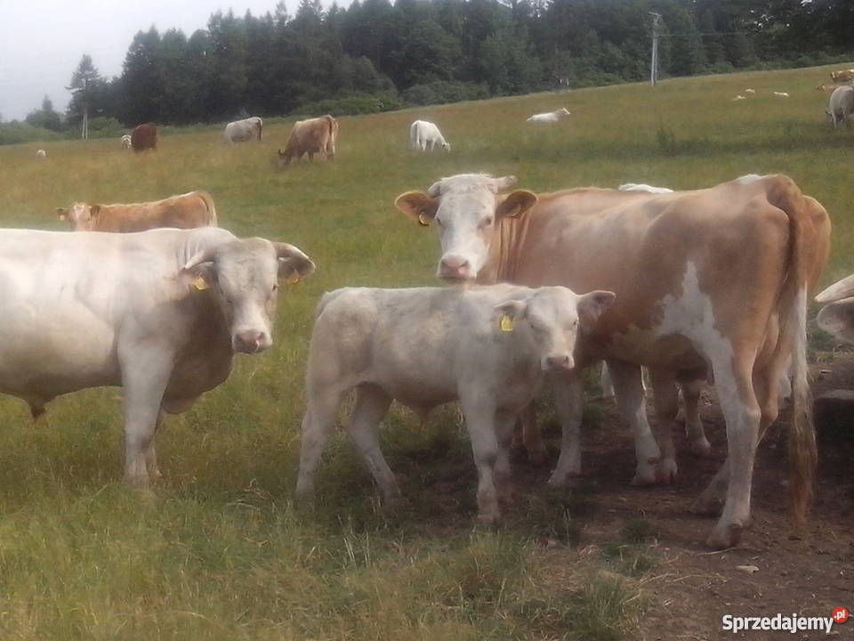 byczki byki opasy odsadki Charolaise Muszyna