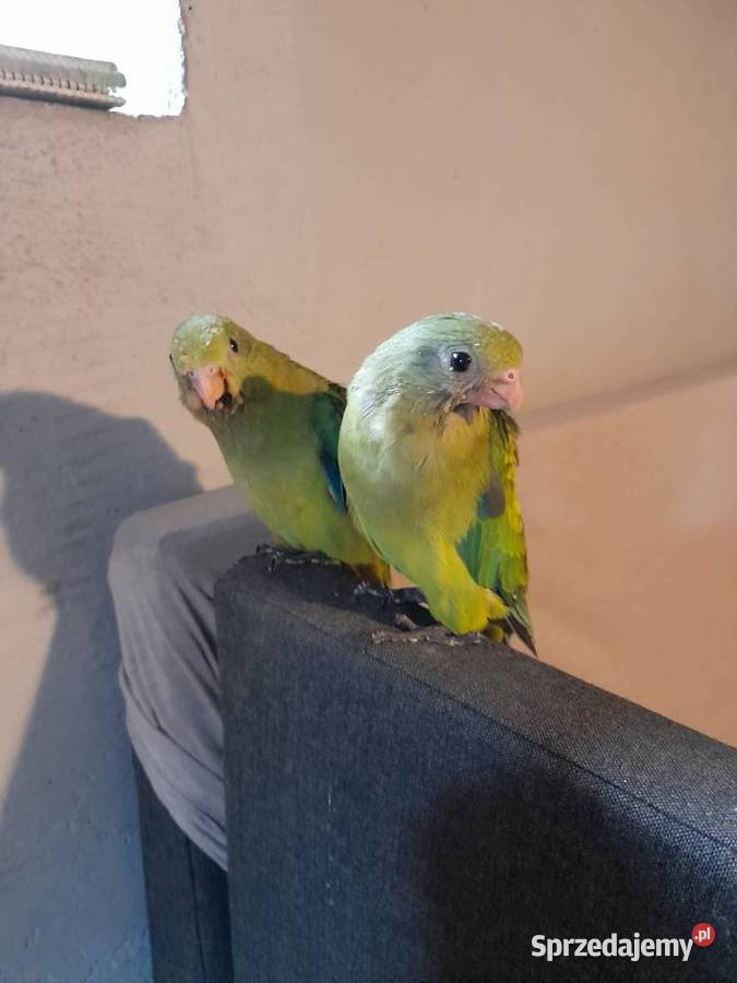 Papugi ręcznie karmione Ptaki Turek