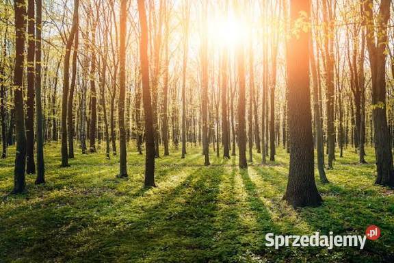 Działka Rolno Budowlana z Lasem woda śląskie Częstochowa sprzedam