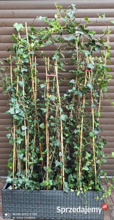 Żywopłot duży bluszcz Hedera Helix 160200