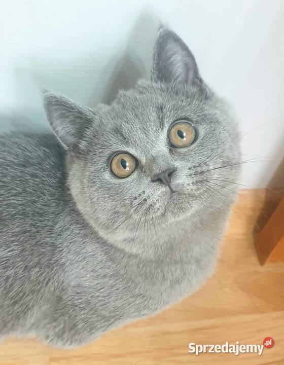 Piękny niebieski kocurek brytyjski z rodowodem Sochaczew