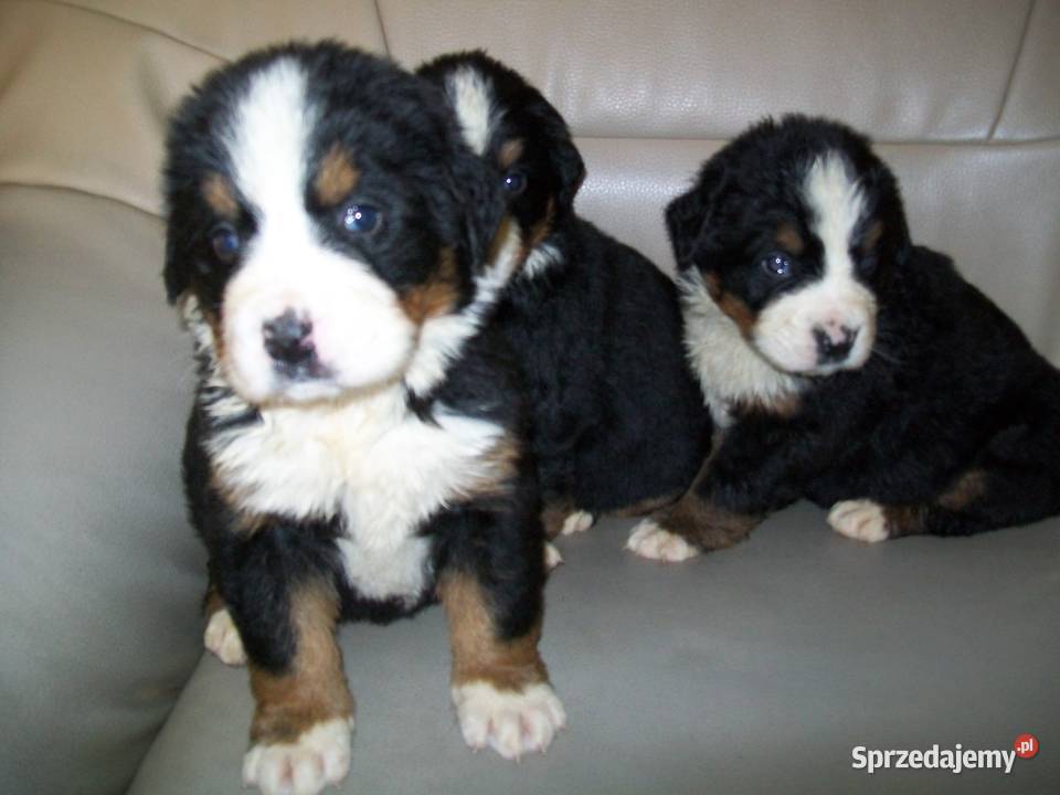 berneńskie psy pasterskie Mikołów