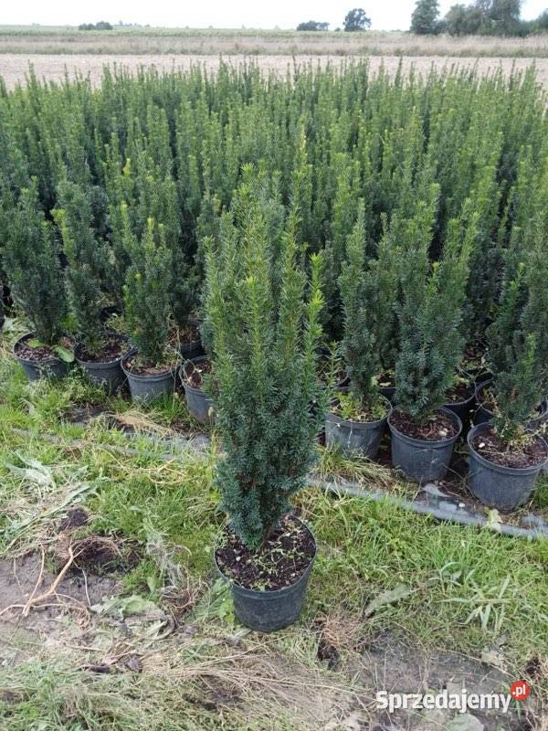 Thuja Hoseri 2030 kulka miniaturka PRODUCENT Rydzyny sprzedam